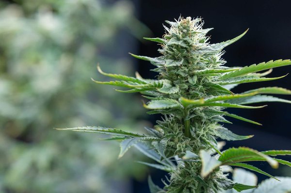 Fleurs de CBD : comment sont-elles produites ?